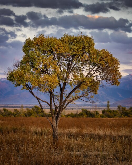 Vista albero solitario e tramonto colorato in Kirghizistan