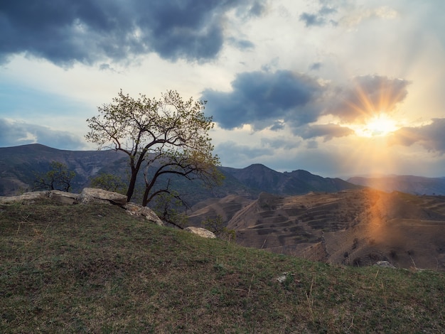 Vista all'alba tranquilla e pacifica del bellissimo grande albero verde al tramonto che cresce da solo nel campo primaverile su una scogliera. Daghestan.