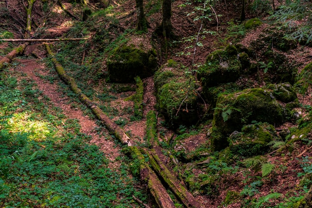 Vista alla torbiera foresta Red Creek (Crveni potok) sulla montagna di Tara in Serbia