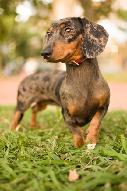 Vista anteriore di un cane in piedi sull'erba