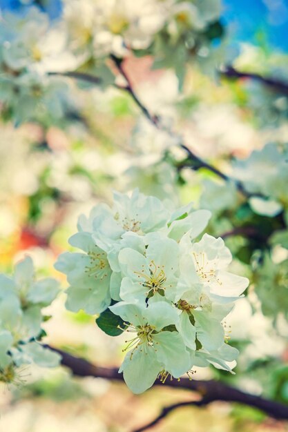 Vista attraverso i rami in fiore dello stile di instagram di melo