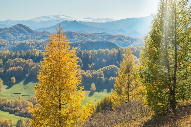 Vista autunnale. Alberi gialli sul fianco della collina, cime in una foschia blu.