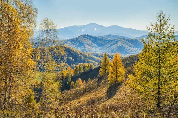 Vista autunnale. Alberi gialli sul fianco della collina, cime in una foschia blu.