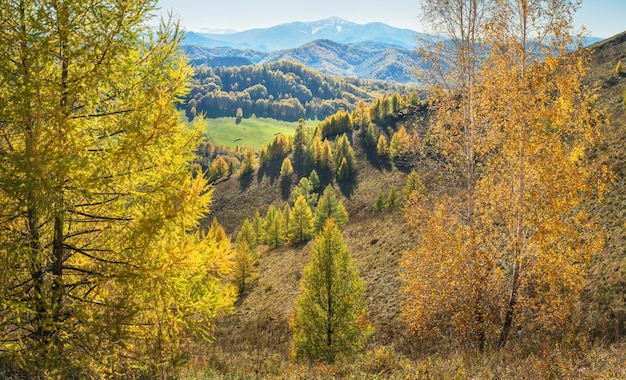 Vista autunnale Alberi gialli sulle cime delle colline in una nebbia blu