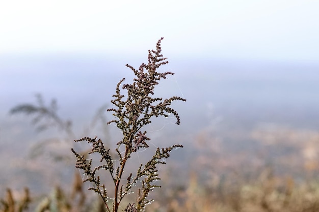 Vista autunnale con boschetti bagnati di erba ed erbacce in una giornata nebbiosa