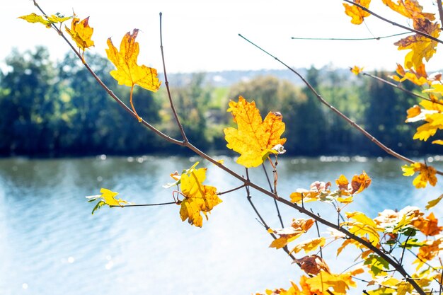 Vista autunnale con foglie di acero gialle su un ramo di un albero vicino al fiume in una giornata di sole