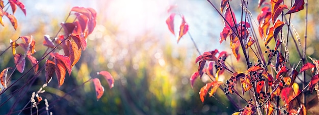 Vista autunnale con foglie rosse su un albero vicino al fiume con tempo soleggiato