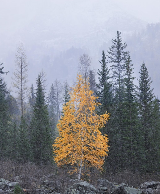 Vista autunnale cupa betulla luminosa sullo sfondo della foresta