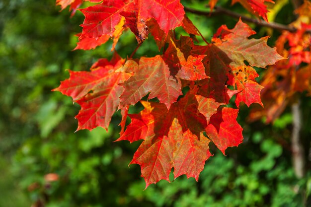 Vista autunnale naturale del primo piano della foglia di acero arancione rossa bagliore al sole su sfondo verde sfocato in giardino o parco. Carta da parati ispiratrice di ottobre o settembre. Cambio del concetto di stagioni.