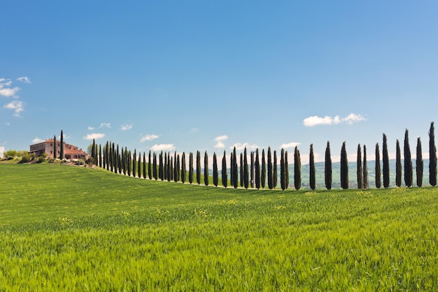 Vista classica del campo verde del casale toscano e dei filari di cipressi