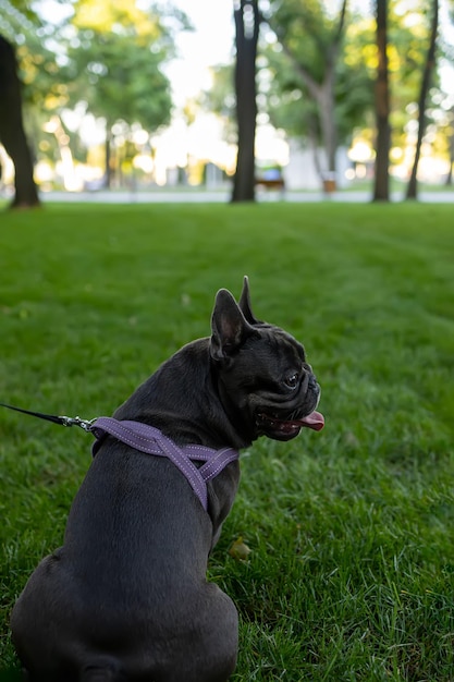 Vista da dietro del bulldog francese che siede nel parco e distoglie lo sguardo il cane tira fuori la lingua e respira pesantemente