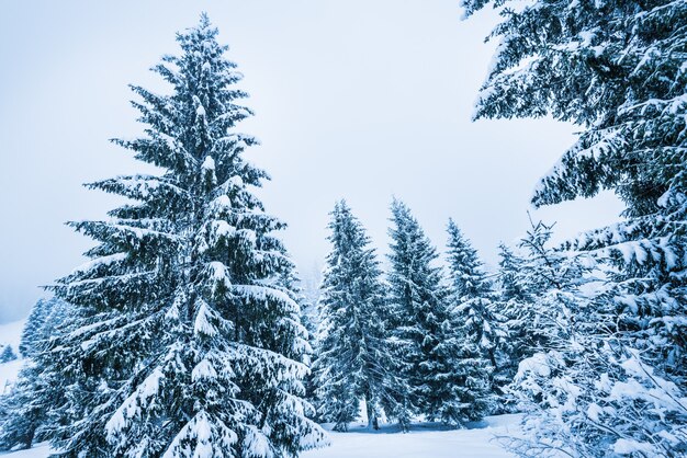 Vista dal basso alti bellissimi maestosi abeti ricoperti di neve stand in una foresta contro un nebbioso cielo blu nuvoloso inverno gelido giorno. Concetto di bellezza della natura invernale