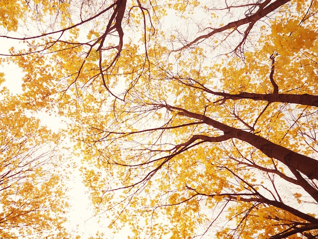 Vista dal basso dei rami di albero di autunno, bello fondo alla carta, il concetto dell'autunno e conforto