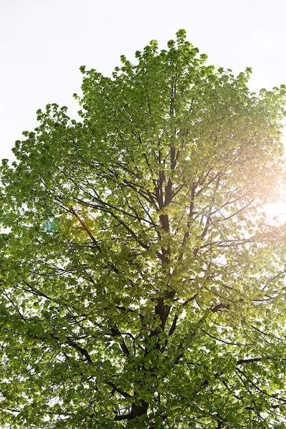 Vista dal basso del fogliame verde lussureggiante degli alberi con il sole pomeridiano. Passeggiando nel bosco con grandi alberi verdi.