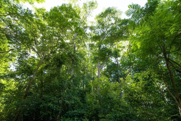 Vista dal basso del tronco d'albero alle foglie verdi dell'albero nella foresta tropicale con luce solare Ambiente fresco