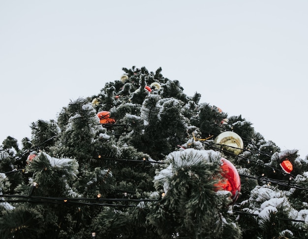 Vista dal basso dell'albero di Natale. Sfondo bianco, spazio libero.