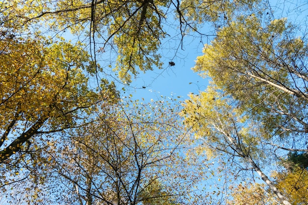 Vista dal basso delle cime degli alberi nella foresta autunnale Sfondo foresta autunnale Alberi con foglie dai colori vivaci alberi redorange nel parco autunnale Il lento processo di cambiamento dello stato della natura