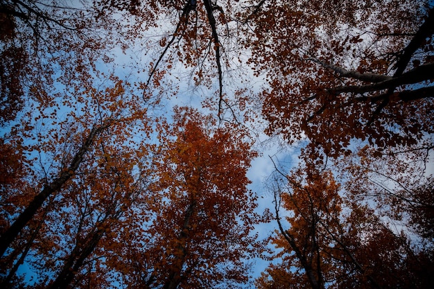 Vista dal basso delle cime degli alberi nella foresta autunnale Splendida scena mattutina nel bosco colorato Sfondo del concetto di bellezza della natura