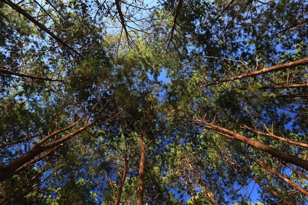 Vista dal basso di alti alberi secolari nella foresta primordiale sempreverde