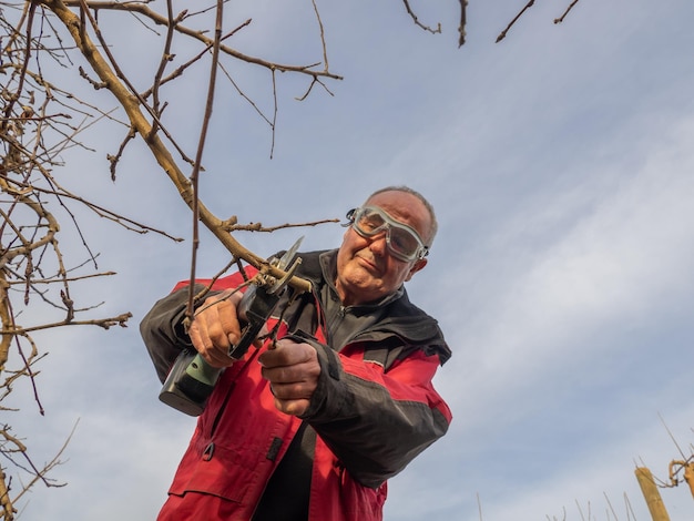 Vista dal basso di un agricoltore più anziano sorridente con occhiali che potano alberi con cesoie elettriche