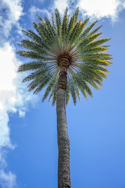 Vista dal basso di una palma con cielo blu