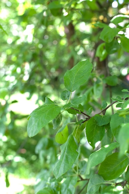Vista dal basso in un lussureggiante albero di noce verde vibrante pieno di rami con molte foglie Venature fogliari visibili