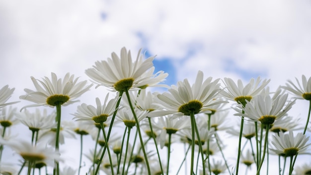 Vista dal basso Petali nuvole del cielo Leucanthema vulgaris comunemente noto come bull'seye daisy bull'seye daisy dog daisy daisy