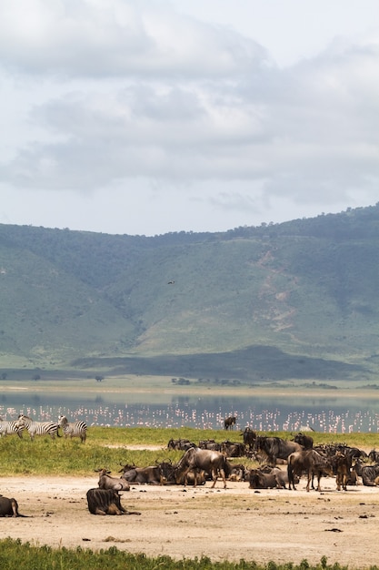 Vista dal fondo del cratere di Ngorogoro. Tanzania, Africa