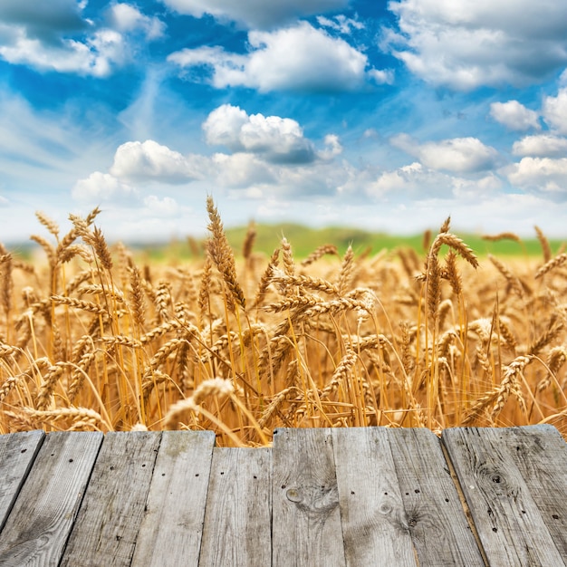 Vista dal ponte di legno al raccolto fresco del campo di grano dell'oro e cielo blu con le nuvole