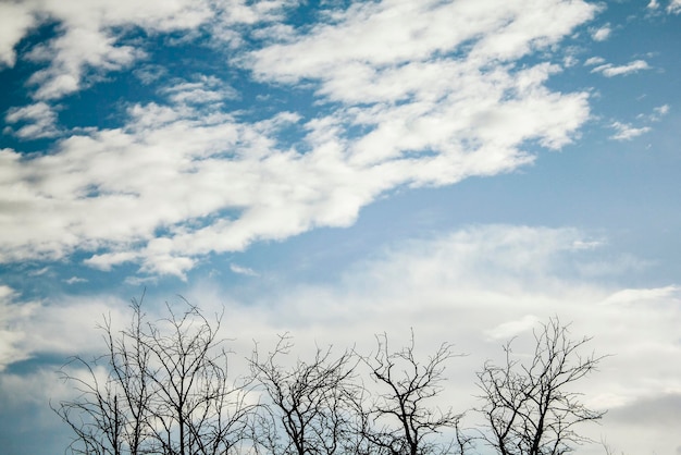 Vista dal suolo di un albero senza foglie contro il cielo