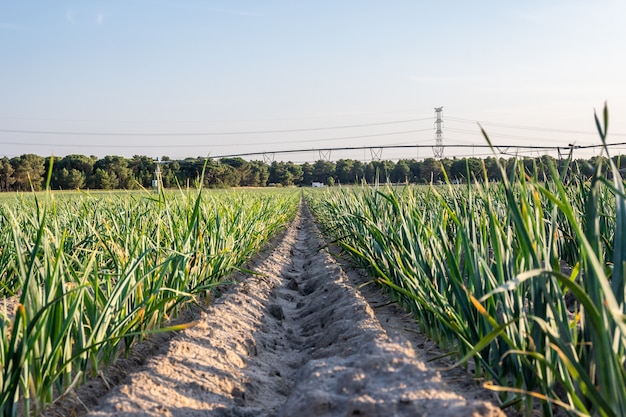 Vista dal suolo di una piantagione di aglio con erbe fitte e un sistema di irrigazione flessibile a micro-irrigatore vicino a Segovia.