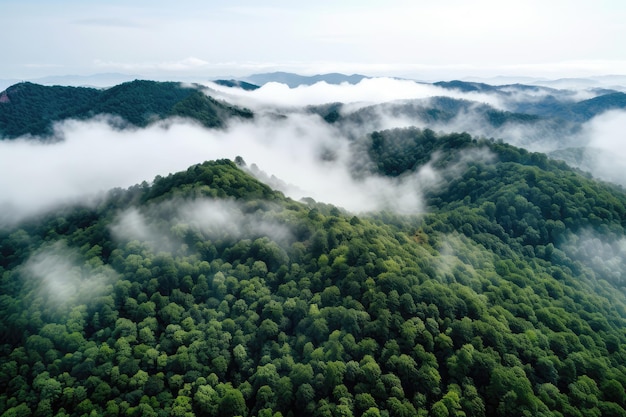 Vista dall'altezza del picco di montagna ornata di alberi verdi nella nebbia