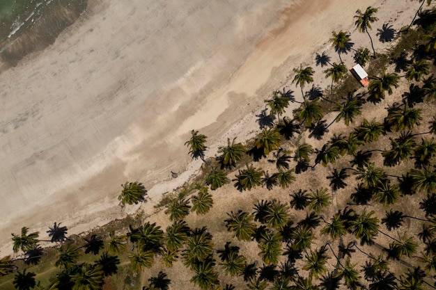 Vista dall'alto alberi di cocco e sabbia della spiaggia