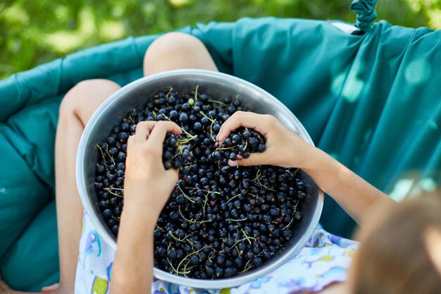 Vista dall'alto Bambino tenuto in mano Ribes nero biologico appena raccolto in una ciotola nel giardino di casa raccolto di bacche all'aperto