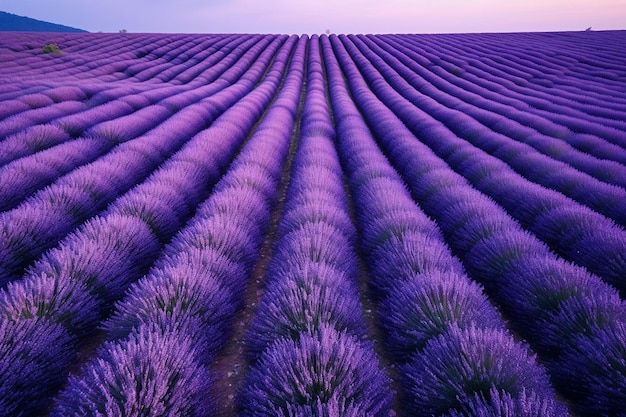 vista dall'alto campo di lavanda