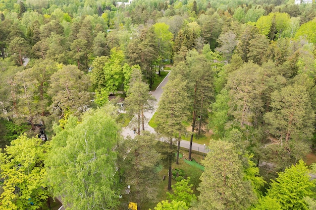 Vista dall'alto degli alberi del parco verde.