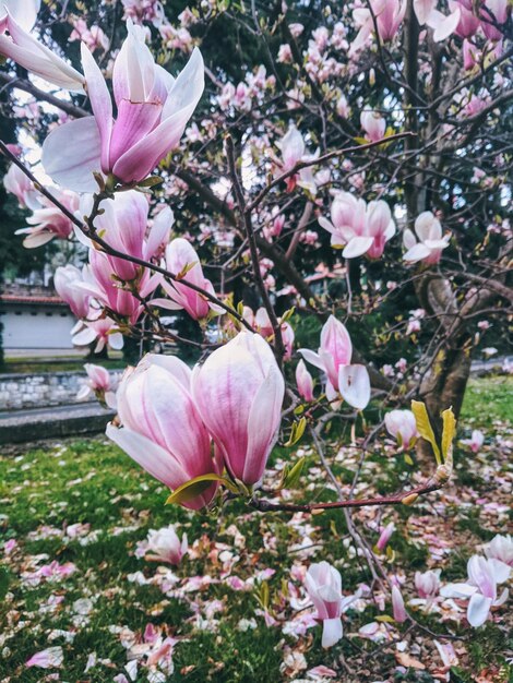 Vista dall'alto dei boccioli di magnolie in fiore rosa su un ramo di close-up. Umore primaverile.