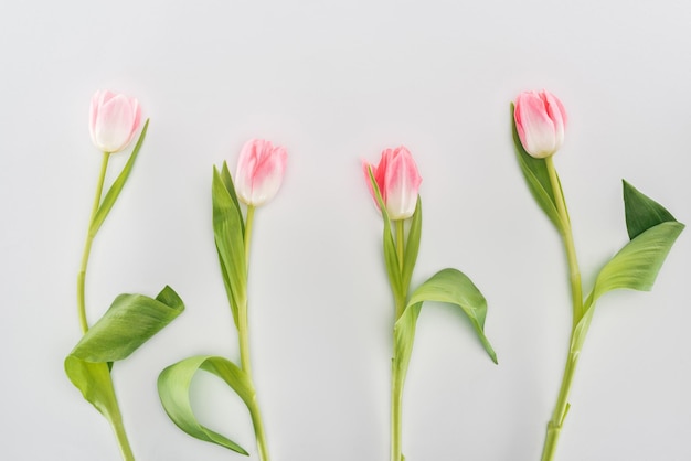 Vista dall'alto dei fiori di tulipano rosa isolati su grigio