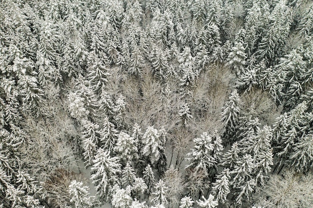 Vista dall'alto del bosco invernale con alberi innevati in inverno.