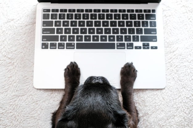 Vista dall'alto del cane pug o brabancon con laptop su bianco