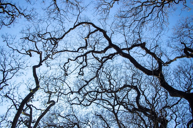 Vista dall'alto del cielo tra i rami degli alberi