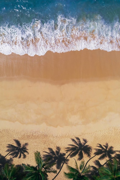 Vista dall'alto del drone aereo del paradiso tropicale della spiaggia con viaggi di palme e natura concettuale del turismo