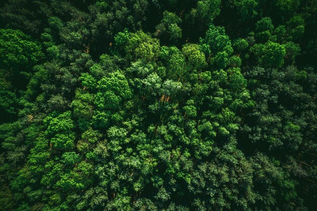 Vista dall'alto del drone sullo sfondo della foresta verde