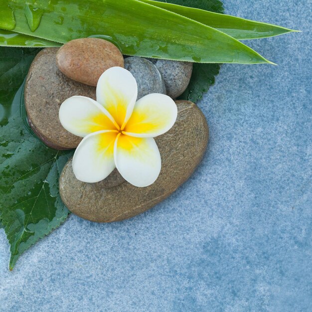 Vista dall'alto del fiore bianco con foglie su pietre per la sala relax