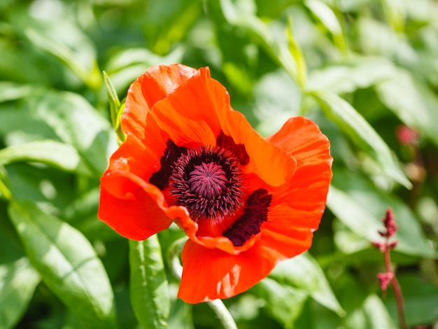 Vista dall'alto del fiore di papavero rosso sul campo verde