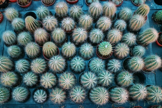 Vista dall&#39;alto del gruppo di cactus in vaso e piatto marrone al vivaio interno.