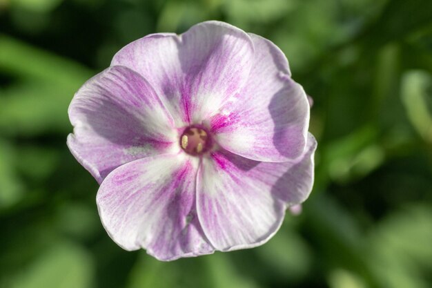 Vista dall'alto del primo piano rosa bianco del fiore di Phlox