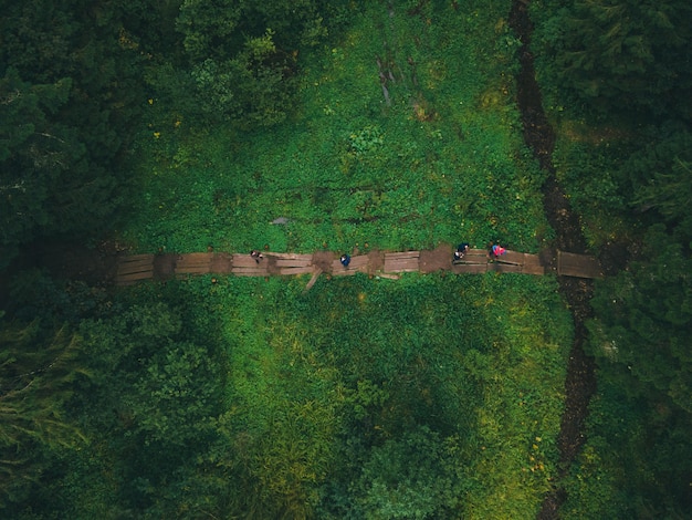 Vista dall'alto del sentiero nel concetto di escursione nella foresta