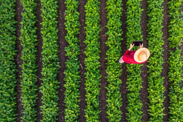 Vista dall'alto dell'agricoltore che cammina attraverso il campo di soia e utilizza un drone agricolo