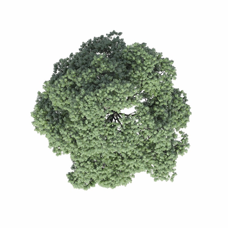 vista dall'alto dell'albero, isolato su sfondo bianco, illustrazione 3D, rendering cg